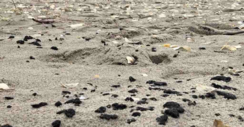 Екологи знайшли на узбережжі Одещини нову ділянку, забруднену мазутом