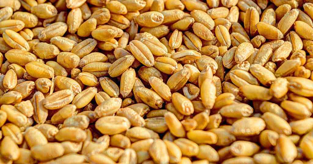 Початок експорту зерна в Україні на 2 млн тонн нижче торішнього