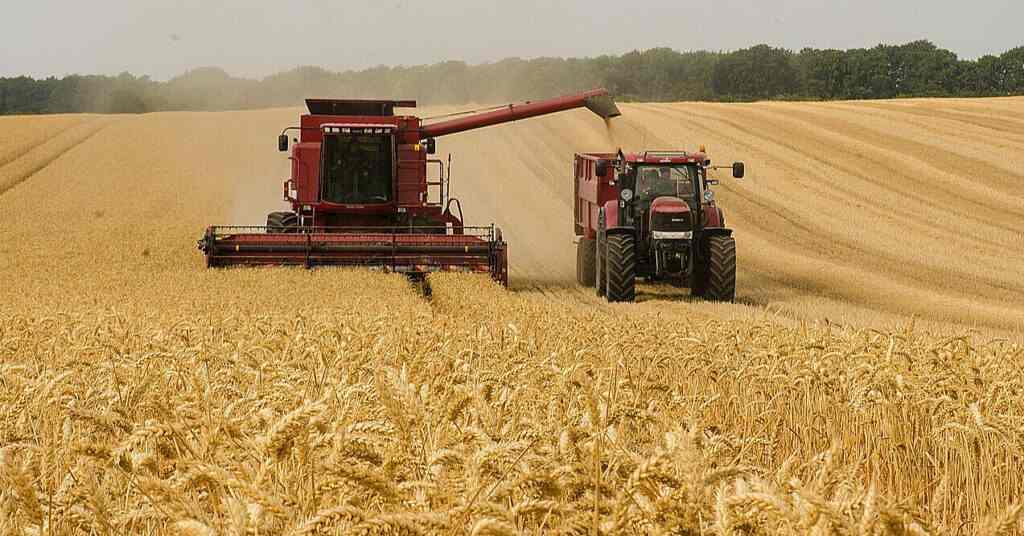 Аналітики США знизили прогноз урожаю та обсягів постачання української пшениці