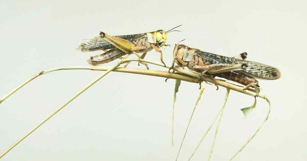 Боротьба з сараною вже не врятує урожай у Запорізькій та Дніпропетровській областях – фермери