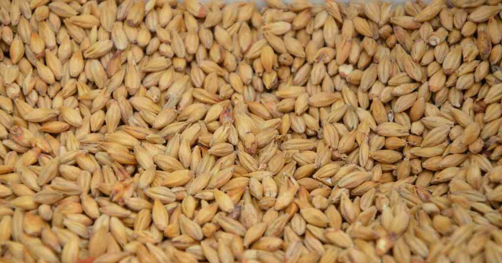 Польські компанії зазнають збитків через відсутність зерна з України