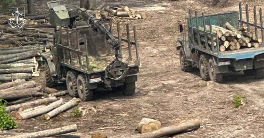 Правоохоронці викрили масштабну схему викрадення деревини