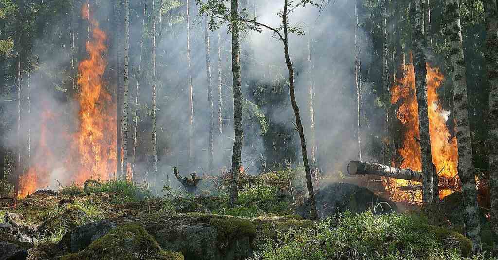 Лісові пожежі в ЄС випалили рекордну площу розміром більшу за Кіпр