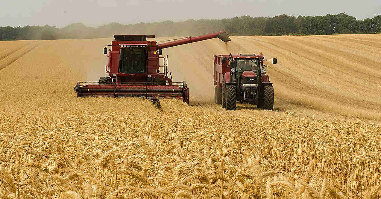 Україна зменшила експорт пшениці на майже 30% Україна зменшила експорт пшениці на майже 30%