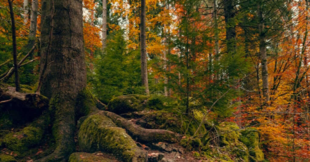 Українська експедиція почала пошуки останків вояків УПА на території Польщі Українська експедиція почала пошуки останків вояків УПА на території Польщі