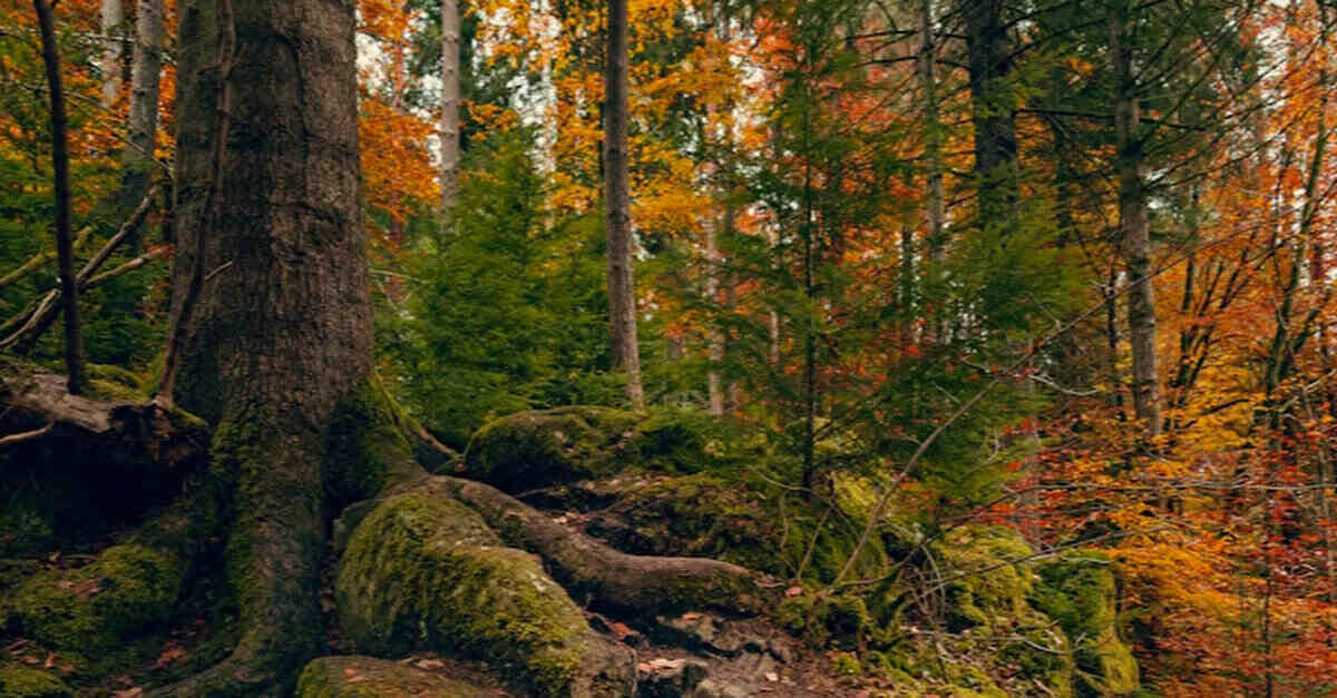 Українська експедиція почала пошуки останків вояків УПА на території Польщі Українська експедиція почала пошуки останків вояків УПА на території Польщі
