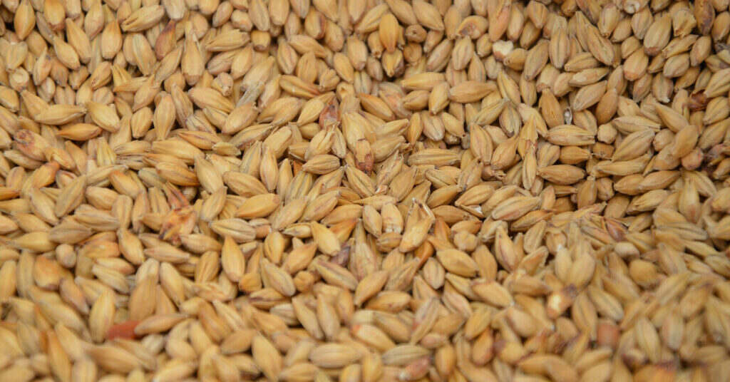 Єгипет став лідером в закупівлі українського зерна у жовтні