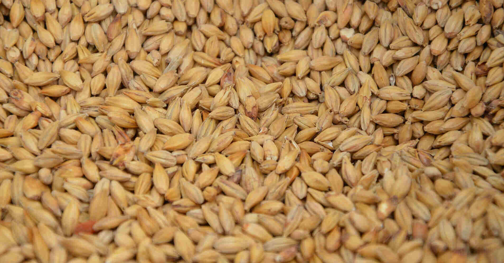 Єгипет став лідером в закупівлі українського зерна у жовтні Єгипет став лідером в закупівлі українського зерна у жовтні