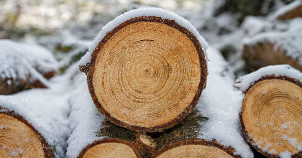 На Житомирщині судитимуть трьох працівників “Лісів України” за спробу привласнення деревини