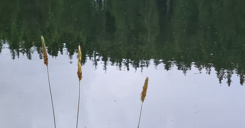 Литва планує відновити болота на кордоні як частину оборонної стратегії