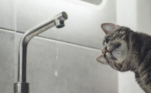 Де у Дніпрі не буде води 24 березня: адреси