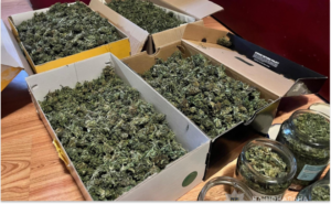 У Запоріжжі судитимуть організовану групу за вирощування та збут канабісу