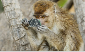 У Кривому Розі мавпа вкусила дитину: подробиці