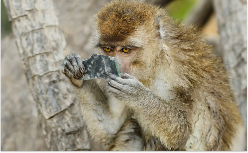 У Кривому Розі мавпа вкусила дитину: подробиці У Кривому Розі мавпа вкусила дитину: подробиці
