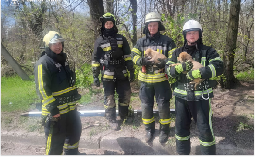 У Запоріжжі надзвичайники врятували двох цуценят із колодязя