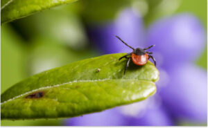 Хвороба Лайма та сезонна активність кліщів на Дніпропетровщині