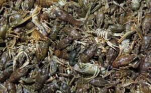 Понад 1 млн грн збитків: на Інгульці у Криворізькому районі викрили чоловіка, який ловив раків Понад 1 млн грн збитків: на Інгульці у Криворізькому районі викрили чоловіка, який ловив раків