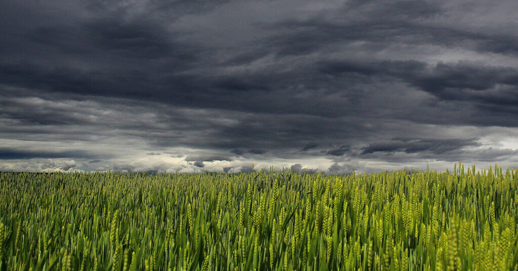 У Чорнобильській зоні незаконно вирощували зерно: є ризик для людей У Чорнобильській зоні незаконно вирощували зерно: є ризик для людей