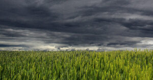 У Чорнобильській зоні незаконно вирощували зерно: є ризик для людей