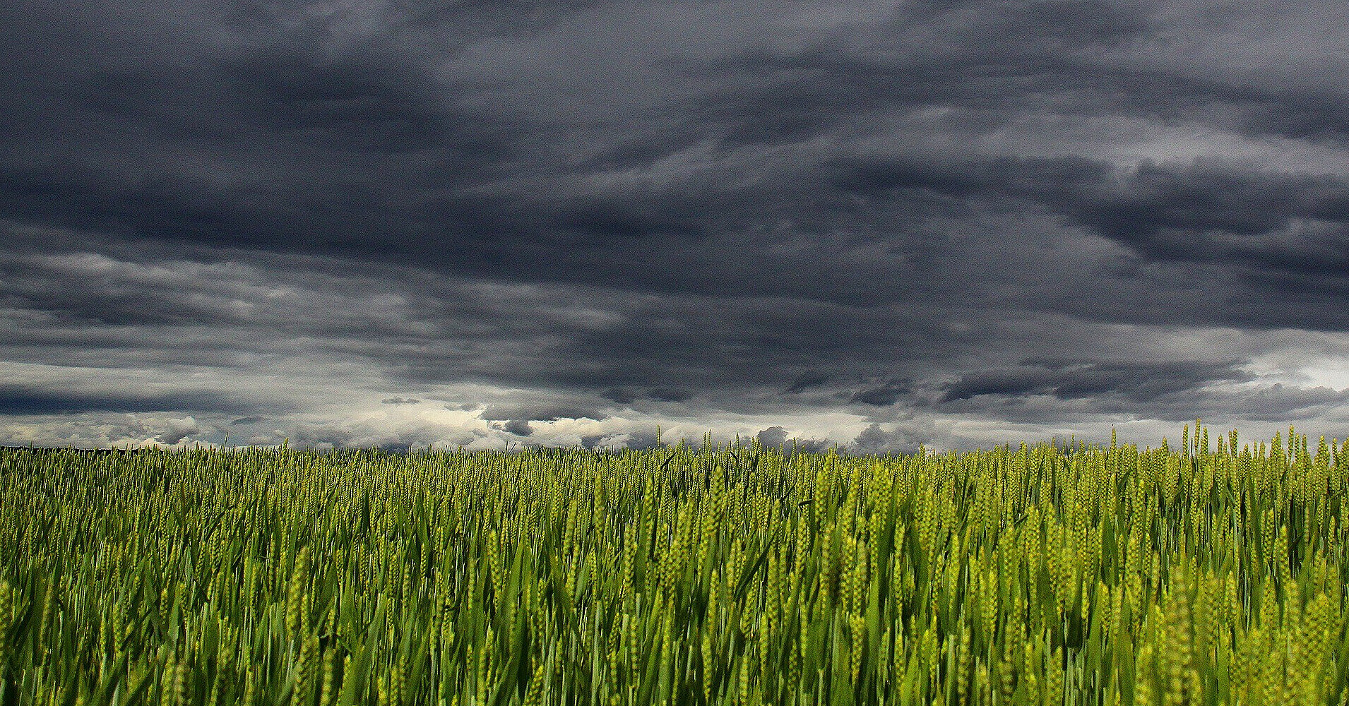 У Чорнобильській зоні незаконно вирощували зерно: є ризик для людей