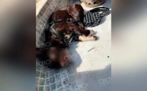 У Кривому Розі собаку вбило струмом на очах у дитини: деталі У Кривому Розі собаку вбило струмом на очах у дитини: деталі
