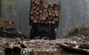 На Дніпропетровщині лісгосп через суд зобов’язали сплатити майже 800 тисяч гривень за незаконну вирубку лісу На Дніпропетровщині лісгосп через суд зобов’язали сплатити майже 800 тисяч гривень за незаконну вирубку лісу