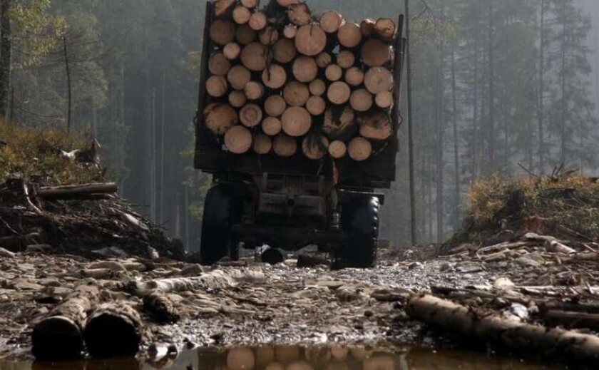 На Дніпропетровщині лісгосп через суд зобов’язали сплатити майже 800 тисяч гривень за незаконну вирубку лісу На Дніпропетровщині лісгосп через суд зобов’язали сплатити майже 800 тисяч гривень за незаконну вирубку лісу