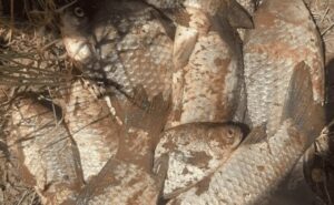 В Запоріжжі на Сухій Московці спіймали браконьєра
