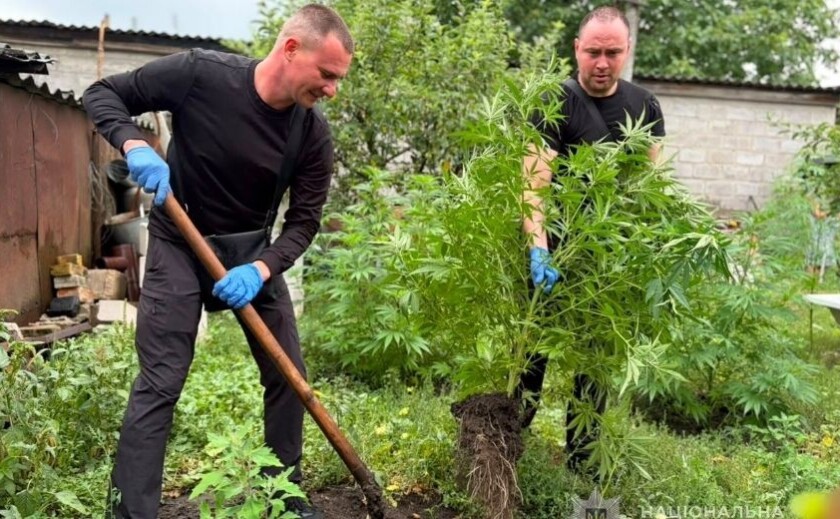 У результаті спецоперації «Джентльмени» правоохоронці Запоріжжі вилучили сотні нарковмісних рослин
