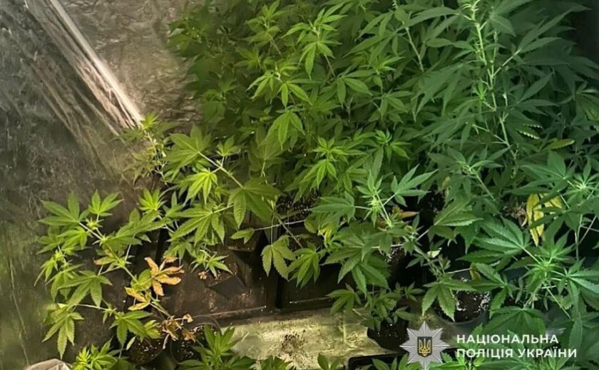 Незаконне вирощування конопель у квартирі: правоохоронці Кривого Рогу завершили розслідування Незаконне вирощування конопель у квартирі: правоохоронці Кривого Рогу завершили розслідування