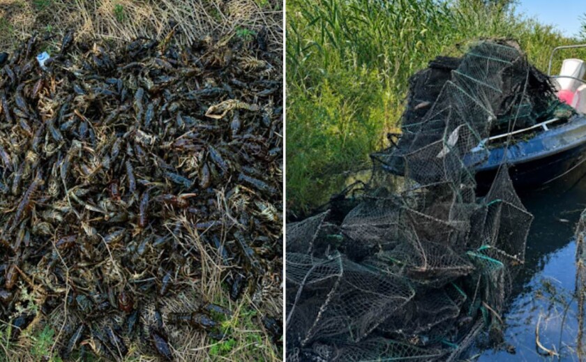 На Південному водосховищі у Кривому Розі рибоохоронці врятували понад тисячу раків