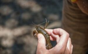Не доросли до вилову: на Павлоградщині у браконьєра вилучили 44 раки Не доросли до вилову: на Павлоградщині у браконьєра вилучили 44 раки