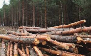 У Кам’янському районі громаду зобов’язали відшкодувати понад 1 млн грн збитків за незаконну вирубку дерев У Кам’янському районі громаду зобов’язали відшкодувати понад 1 млн грн збитків за незаконну вирубку дерев