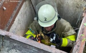 У Запоріжжі рятувальники витягли з 4-метрової ями кошенят У Запоріжжі рятувальники витягли з 4-метрової ями кошенят