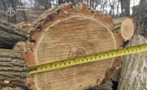 На Дніпропетровщині вісьмох людей підозрюють у незаконній вирубці лісу на майже 10 млн грн