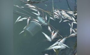 У Кривому Розі в одній із водойм зафіксували масову загибель риби