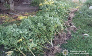 Поліцейські Кривого Рогу викрили підозрюваного у вирощуванні рослин конопель Поліцейські Кривого Рогу викрили підозрюваного у вирощуванні рослин конопель