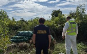 На Дніпропетровщині поліцейські викрили незаконне вирощування конопель та збут канабісу: вилучено понад 20 кг наркотичного засобу та понад 1,3 тисячі рослин На Дніпропетровщині поліцейські викрили незаконне вирощування конопель та збут канабісу: вилучено понад 20 кг наркотичного засобу та понад 1,3 тисячі рослин