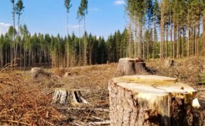 На Запоріжжі за незаконну вирубку понад 1200 дерев стягнули 5 млн грн збитків На Запоріжжі за незаконну вирубку понад 1200 дерев стягнули 5 млн грн збитків