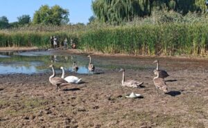 На Дніпропетровщині рятують родину лебедів із пересохлої водойми