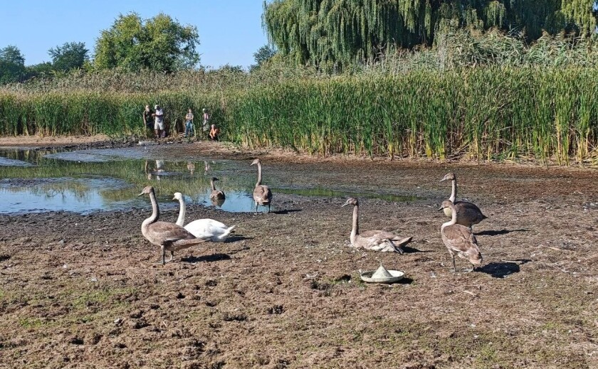На Дніпропетровщині рятують родину лебедів із пересохлої водойми