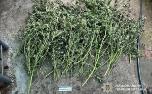 У Марганці правоохоронці вилучили нарковмісні рослини у місцевої мешканки У Марганці правоохоронці вилучили нарковмісні рослини у місцевої мешканки