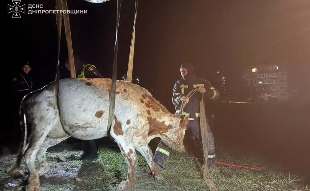 У Павлоградському районі рятувальники визволили корову, яка впала в траншею У Павлоградському районі рятувальники визволили корову, яка впала в траншею